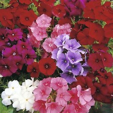 PHLOX DRUMONDII BEAUTY MIX - 400 FLOWER SEEDS