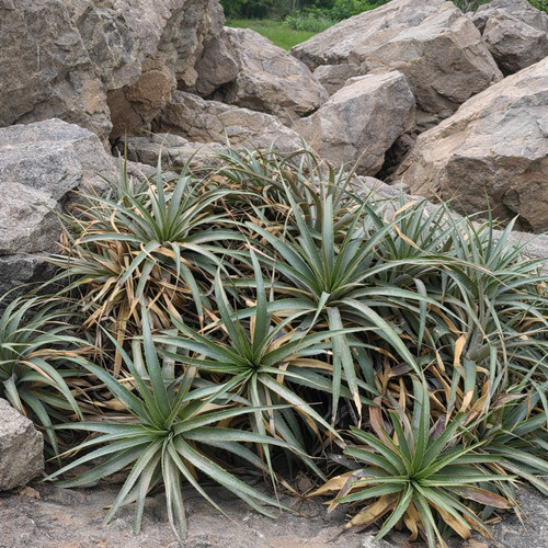 Puya roezlii seeds roezl - roezlii, roezl's