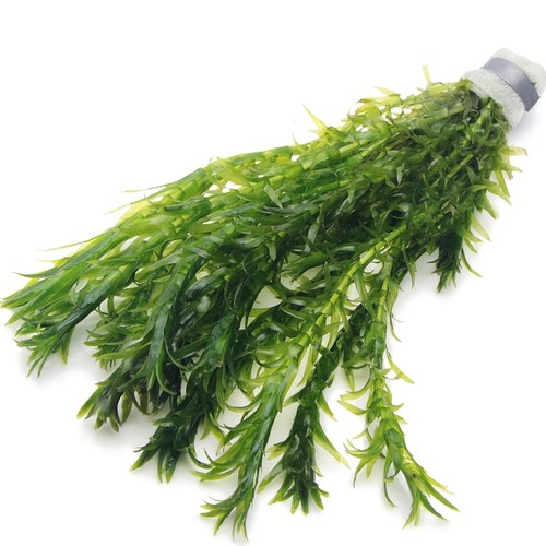 K2aqua elodea densa - k2aqua, 10
