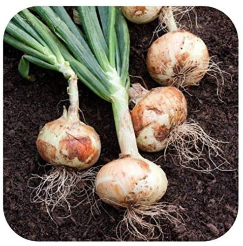 Onion ailsa craig mini plug - craig',