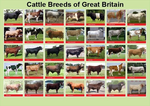Cattle breeds great - breeds, of