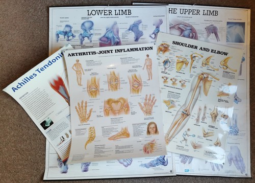 Human anatomy educational - human,