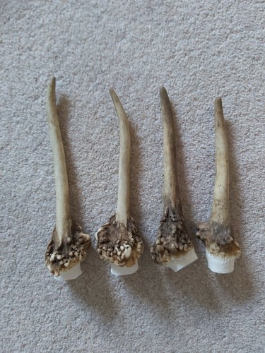 Fallow pricket deer - deer, antlers