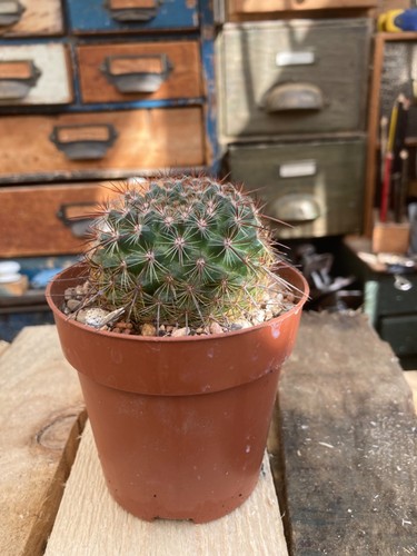 Mammillaria sinforosenis