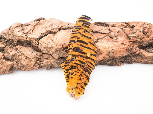 Large golden pheasant tippett - pheasant,
