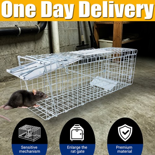 Rat trap mouse catcher - mouse, humane