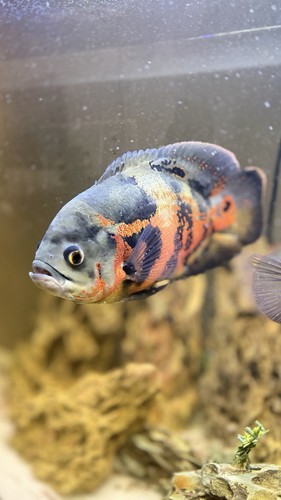 Tiger oscar breeding - oscar,
