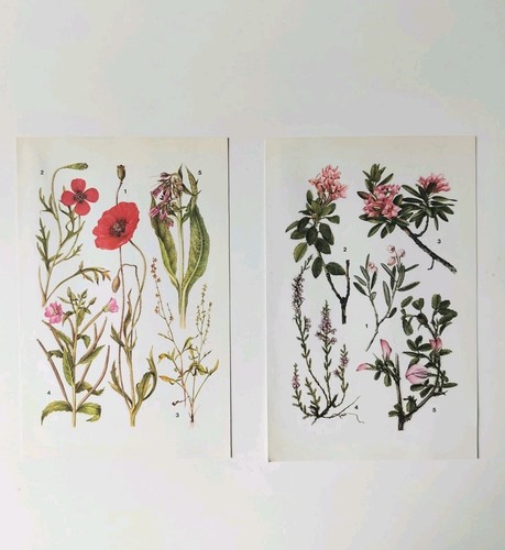 Vintage botanical prints - vintage,