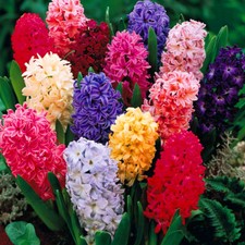 Hyacinth Mixed Colours Indoor