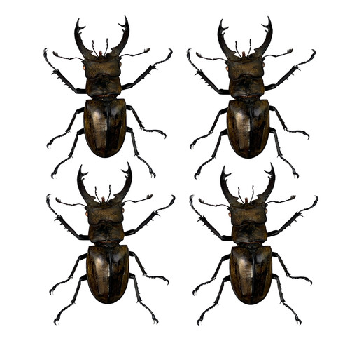 Lucanus beetles stag beetle - 4,