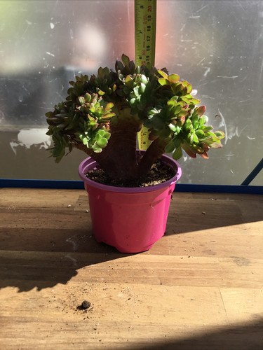 Aeonium madeira rose crested - madeira,