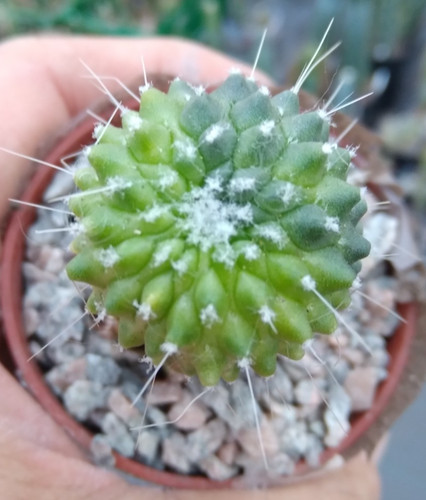 Variegated monstruosa - variegated,