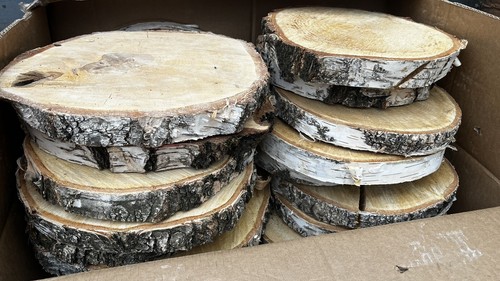 Silver birch round - round, slices