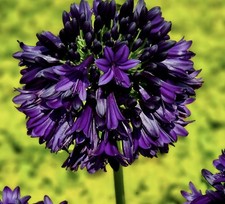 Agapanthus  Black  Jack 2 Years Old In 9cm Pot Lily Of The Nile Limited in stock