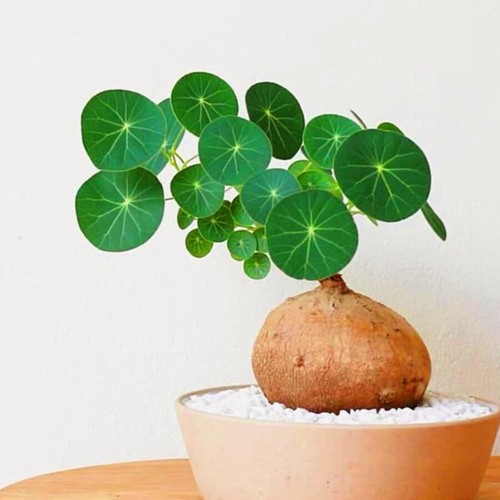 Rare stephania erecta seeds - stephania, 5