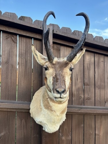 Pronghorn antelope taxidermy - antelope,
