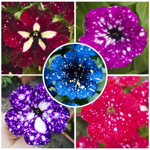 499 mix sky petunia - 499+,