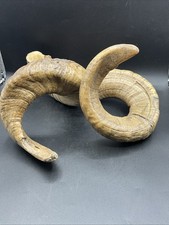 PAIR OF RAMS HORNS Vintage Z4