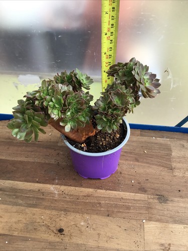 Aeonium madeira rose - madeira,