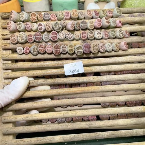 50pcs 1cm sale plant - 1cm,
