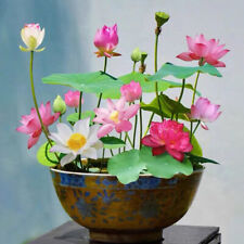 10 Semi Di Fiori Di Loto Misti In Vaso Bellissime Piante Acquatiche Ninfea ☆