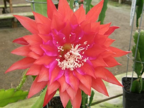 Epiphyllum kiwi remembrance - epiphyllum, 'kiwi