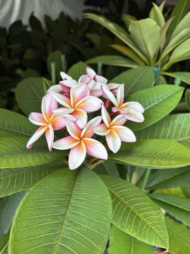 Beautiful plumeria plants - beautiful,
