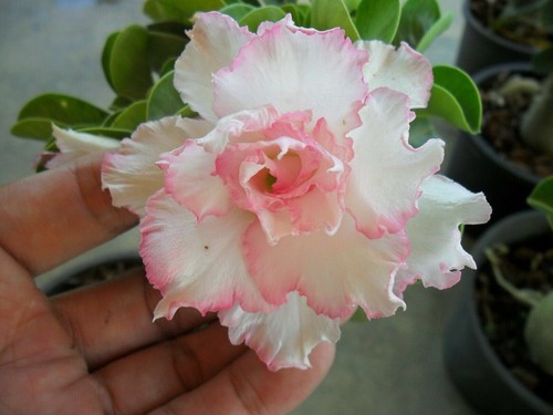 Seeds adenium obesum - seeds,