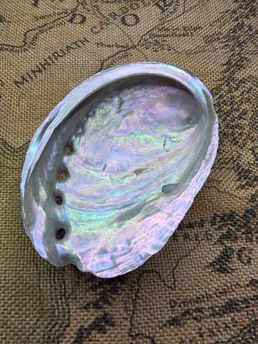 Abalone shell natural seashell - abalone,