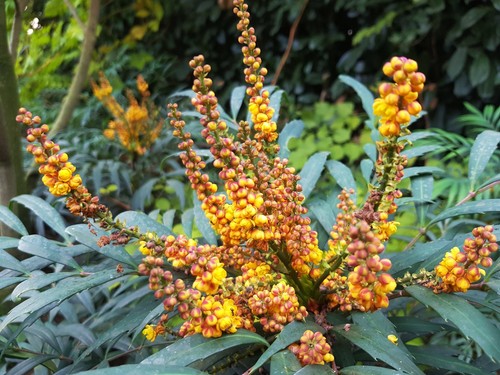 Mahonia volcano pot - mahonia,