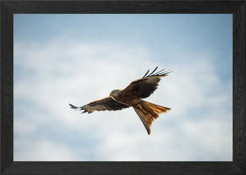 The red kite - red, art