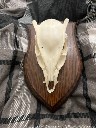 Authentic deer skull mount - skull,
