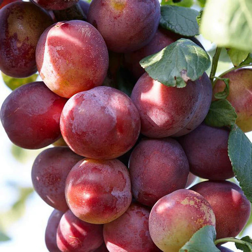 Victoria plum tree seeds - victoria,