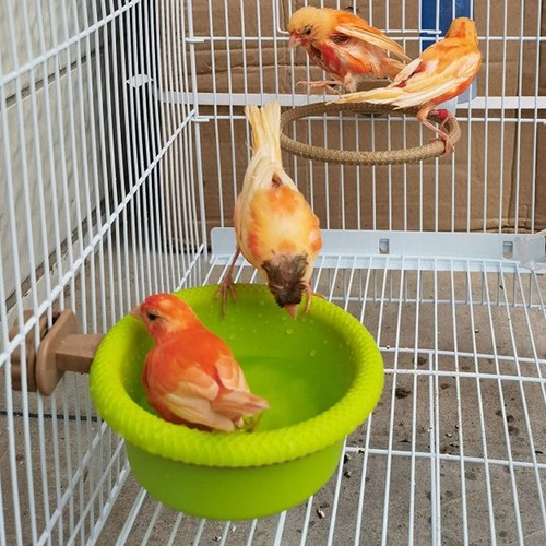 1pc bird water bath tub - water,