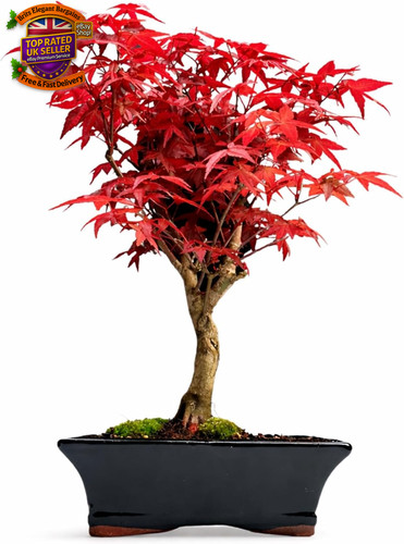 Japanese maple bonsai - bonsai, tree