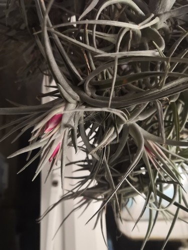 Tillandsia aeranthos pink - tillandsia, aeranthos.