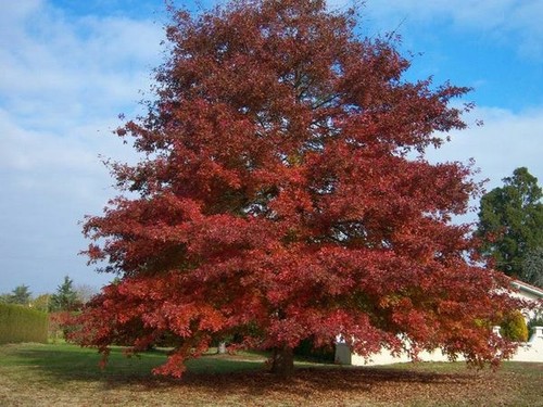 Quercus rubra red - rubra,