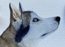 Original Watercolour Sled Dog Painting ACEO