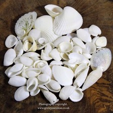 White wedding seashell mix