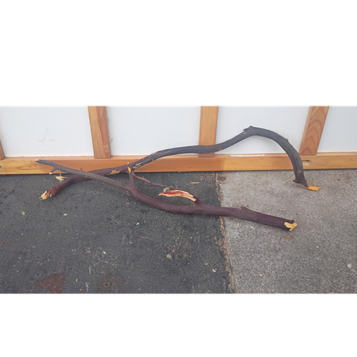 Natural manzanita solid - manzanita,