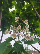 Catalpa Bignonioides Tree