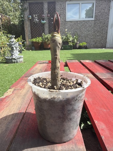 Plumeria rubra frangipani - rubra,