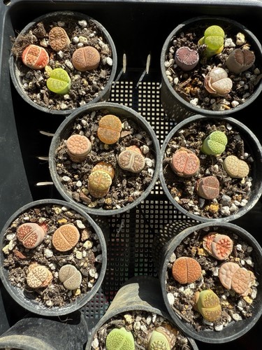 Mixed lithops 6 - mixed, in