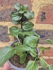 Mint Basil Plant Fully Hardy