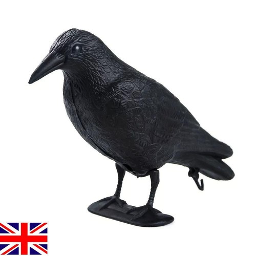 Pigeon scarer life size - pigeon, decoy