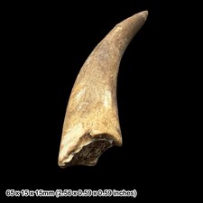 Plesiosaur Fossil Tooth