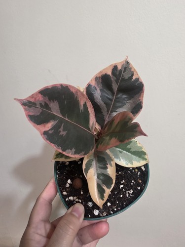 Ficus elastica belize - ficus,