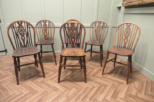 Harlequin set beech elm - harlequin, of