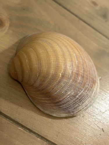 Large thick common - common, marine