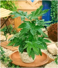 Fatsia japonica japanese - fatsia,